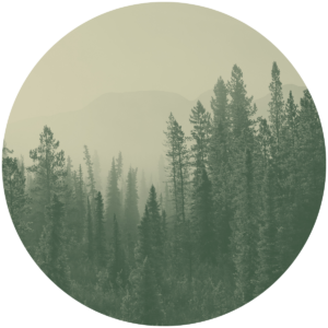 Forest Data Space (FDS)