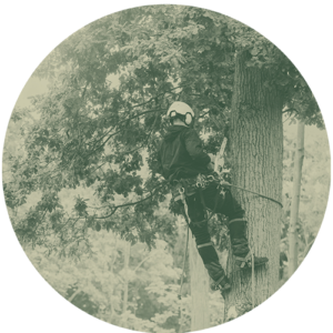 Nature and Ecosystem Services Trade-offs (NECST)