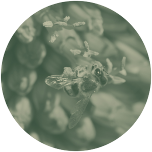 Pollinator Monitoring Data Space (PMDS)