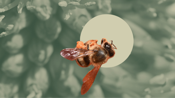 Sustainable agriculture and beekeeping