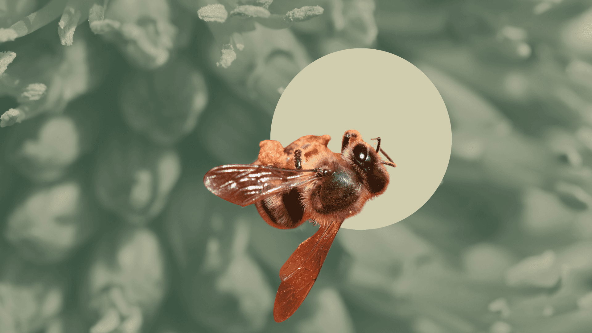 Sustainable agriculture and beekeeping